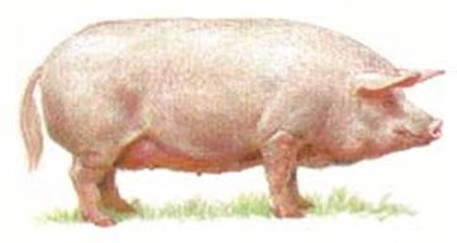 Результат пошуку зображень за запитом "малюнок свиня"